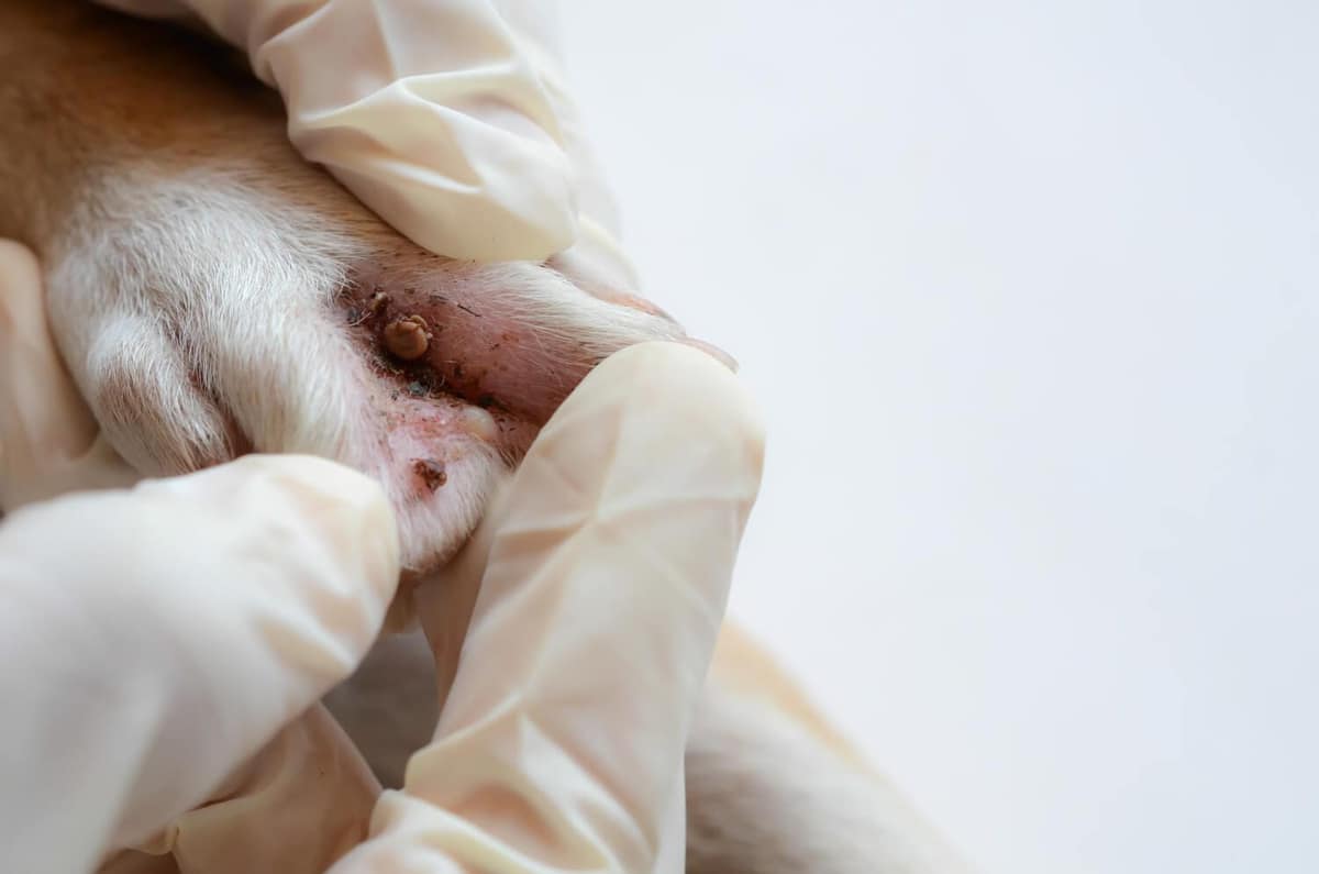 Doenças dermatológicas que Atingem Cães e Gatos
