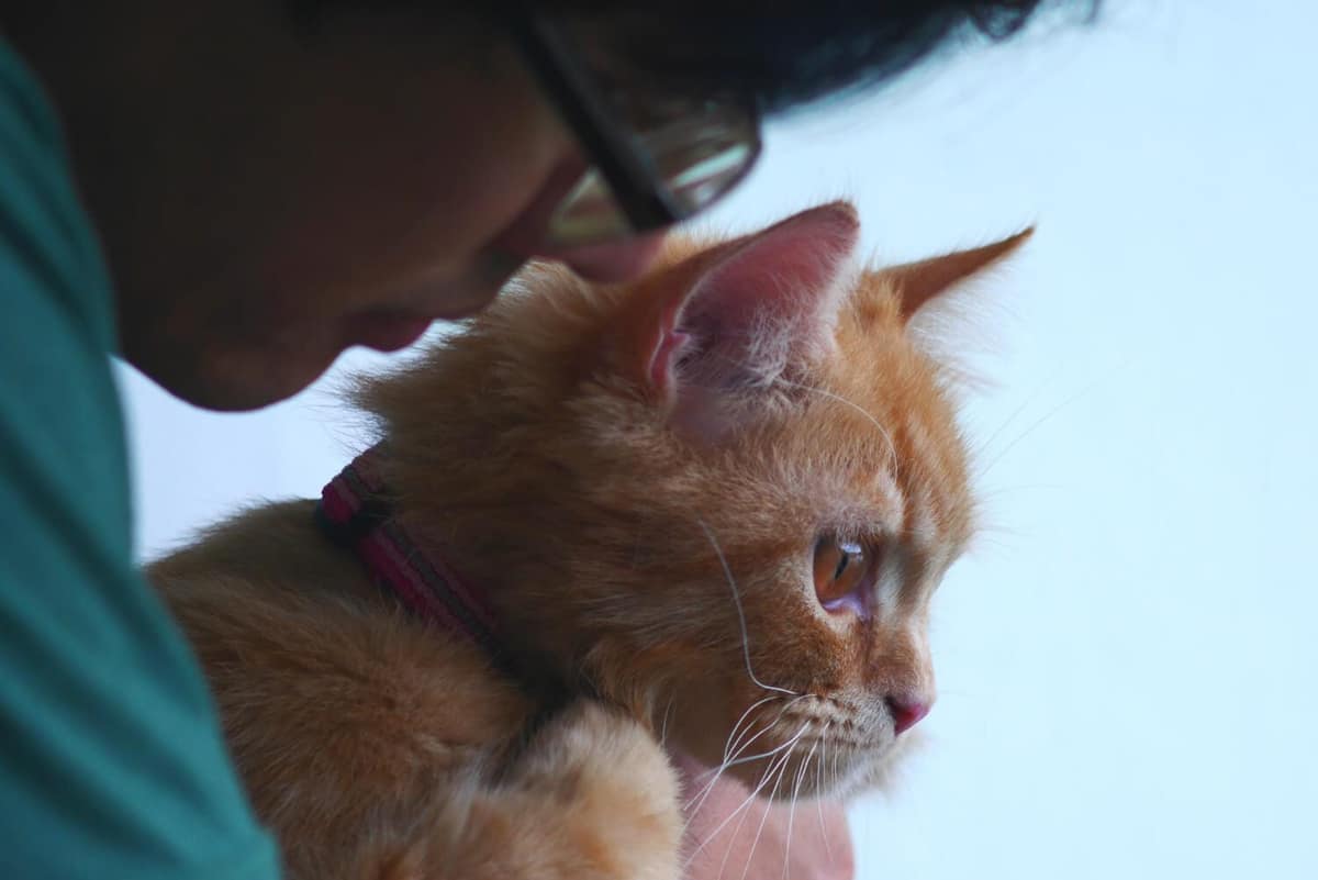 A Relação Entre Doenças Endócrinas e Problemas de Pele em Cães e Gatos