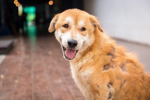Erupções Cutâneas em Pets: Diagnóstico e Tratamento