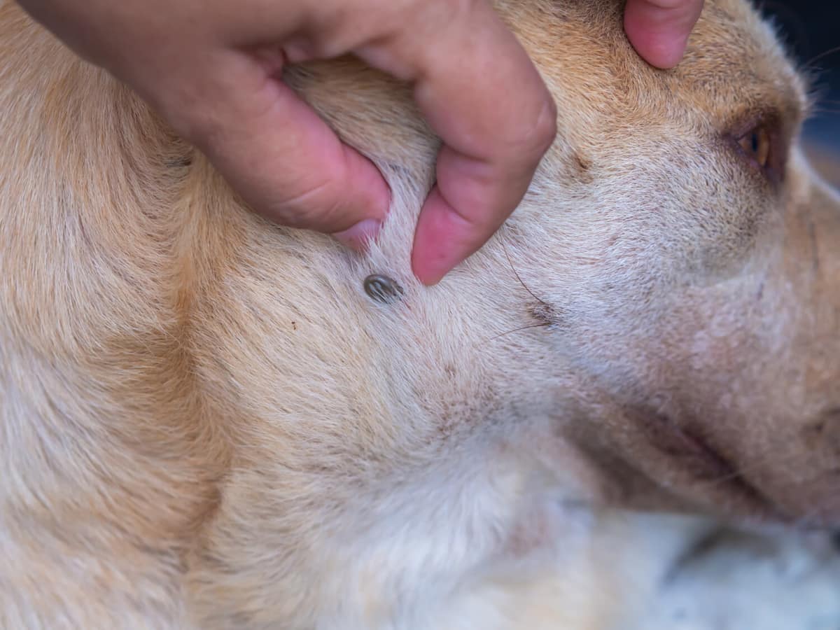 Espessamento da Pele em Cães: O Que Significa e Quando se Preocupar