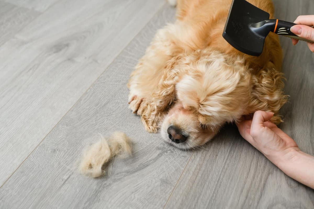 Como Estimular o Crescimento de Pelo em Cães: Cuidados Importantes para uma Pelagem Saudável