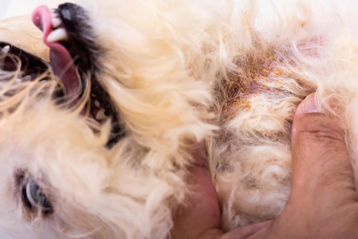 Estresse e Ansiedade em Pets: Como o Emocional Pode Afetar a Pele do Seu Animal