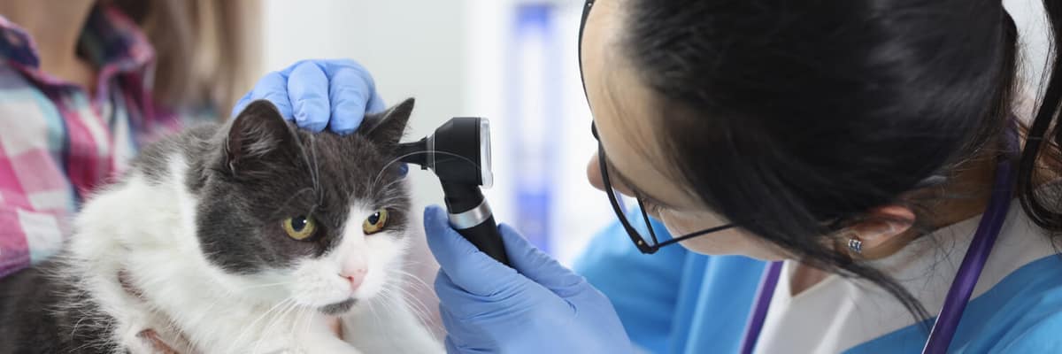 Estresse e Problemas de Pele em Gatos: Existe Relação?