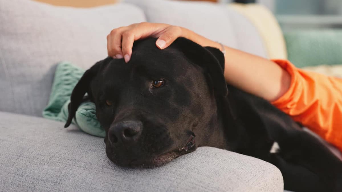 Ansiedade e Estresse: Impactos no Seu Cão ou Gato