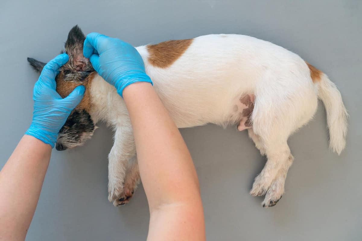 Cuidados Preventivos para Evitar Dermatites em Filhotes e Animais Idosos