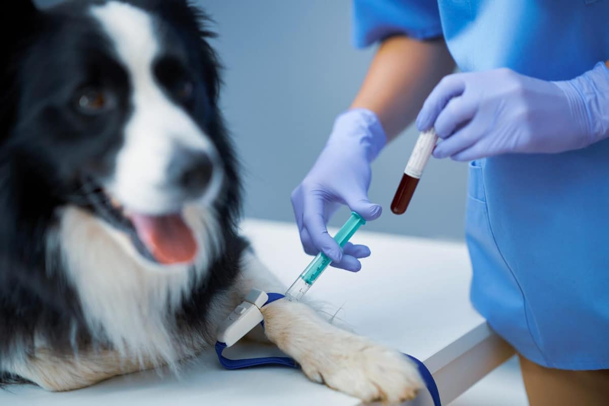 Exame de Sangue em Pets: Entenda a Importância no Diagnóstico das Doenças de Pele