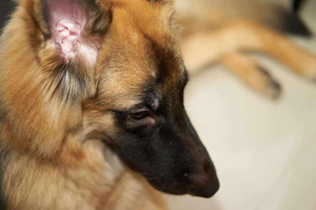 Exame Dermatológico Anual em Cães e Gatos: Por Que Esse Cuidado É Essencial Para a Saúde do Seu Pet