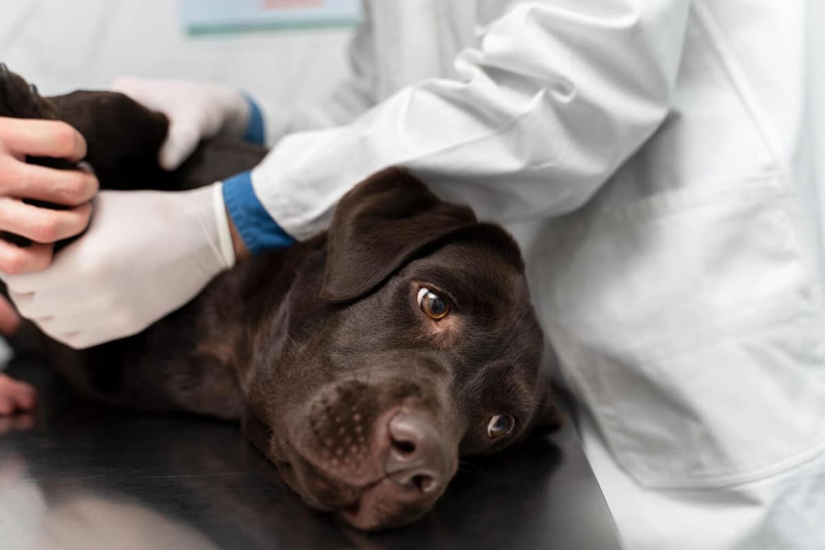 Saúde Dermatológica do Pet: A Importância de Exames Histológicos