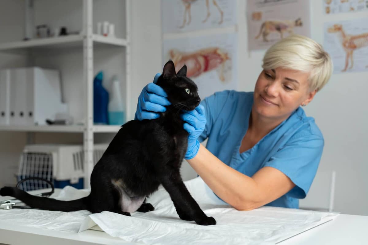 Cães e Gatos: Veja os Exames de Pele que Garantem um Diagnóstico Preciso