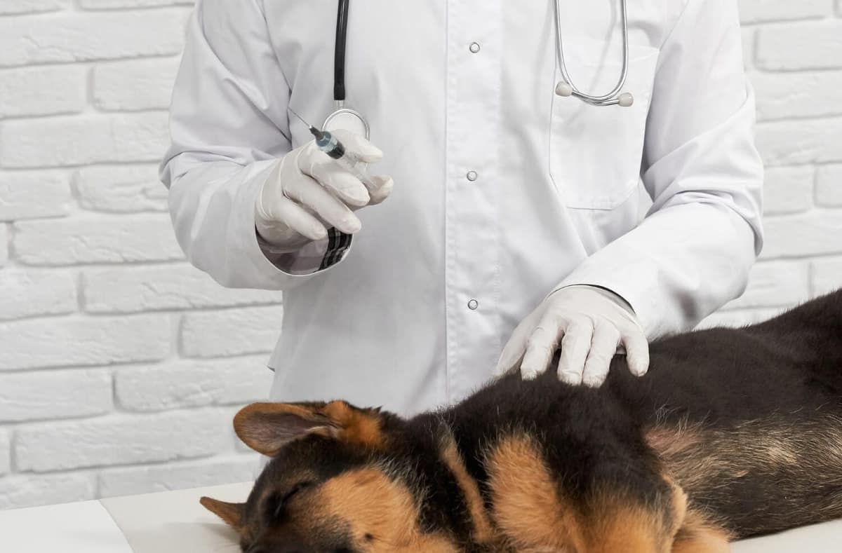 Exames Dermatológicos Veterinários: Como Diagnósticos Precisos Garantem o Bem-Estar e o Conforto da Pele do Seu Pet