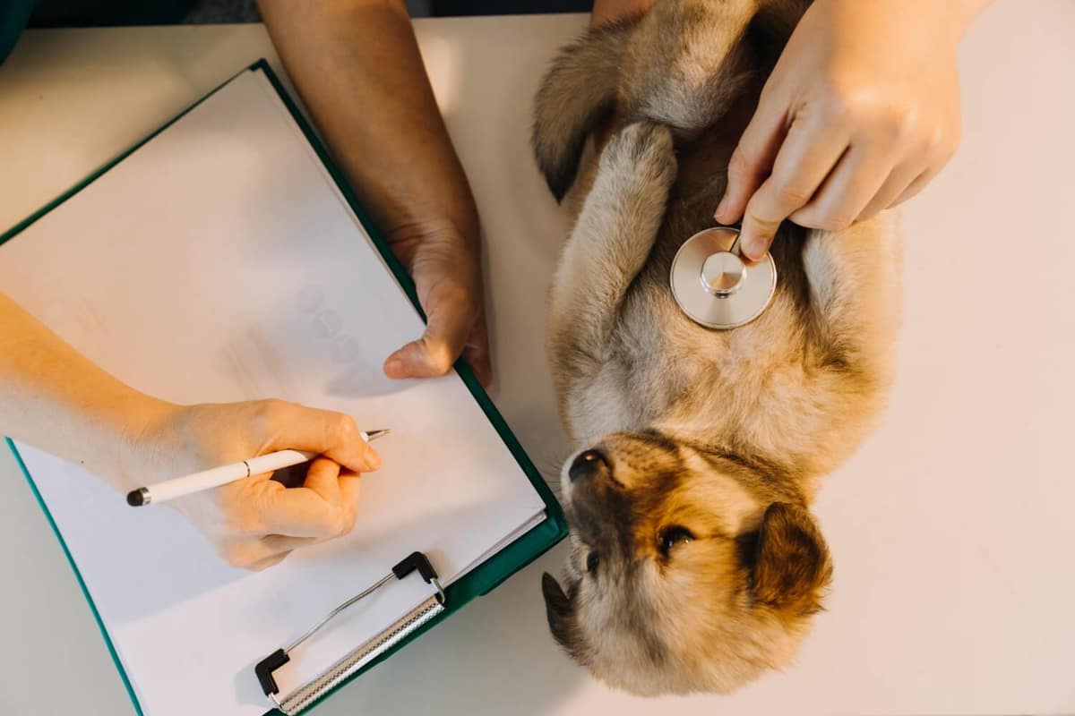 Exames Complementares na Dermatologia Veterinária: Citologia, Biópsia e Cultura