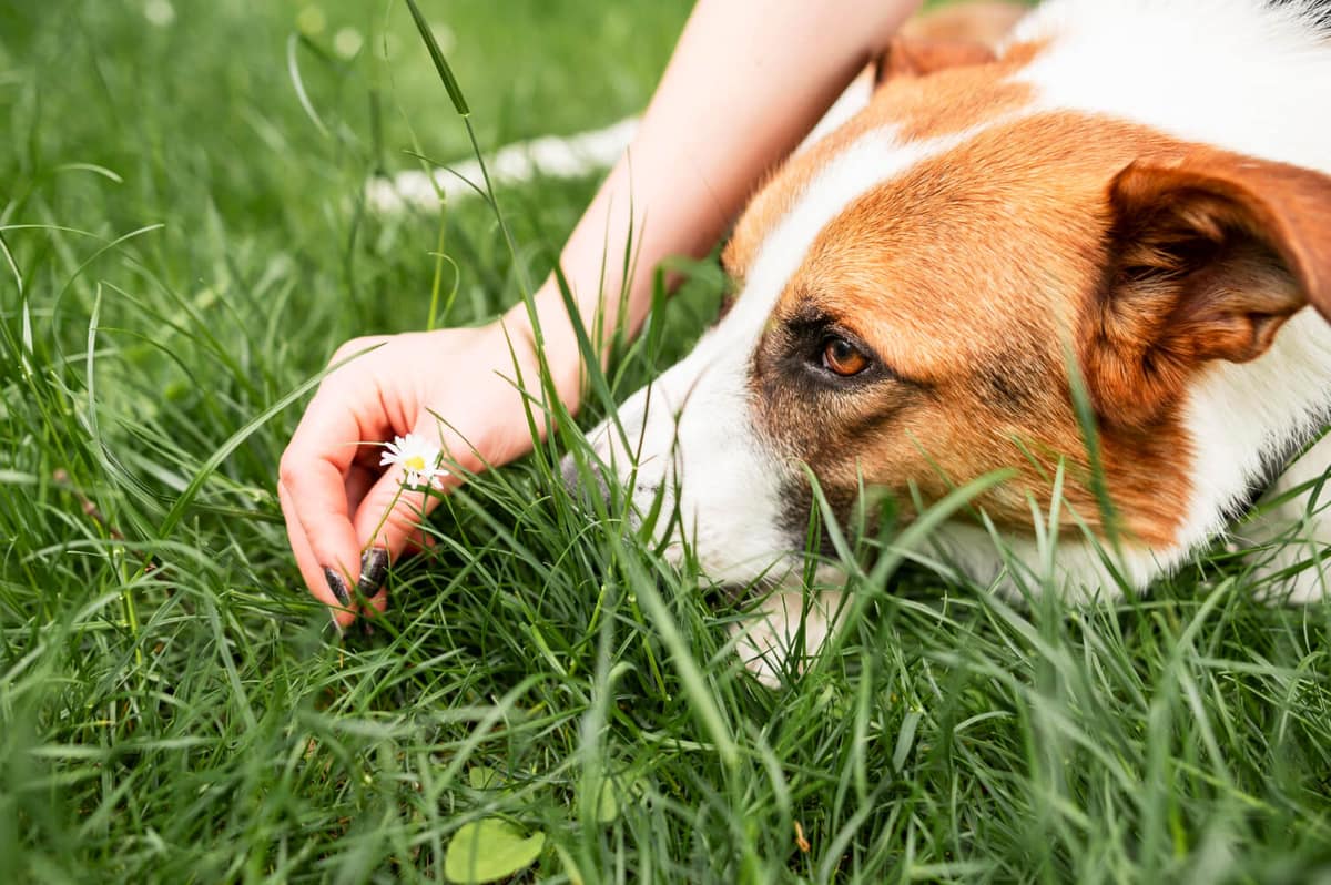 Falhas de Pelo Simétricas em Pets: Quando o Problema Pode Ser Endócrino