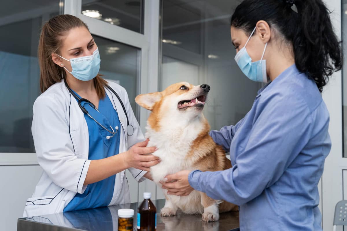 Falhas na imunoterapia em pets: por que alguns não respondem ao tratamento