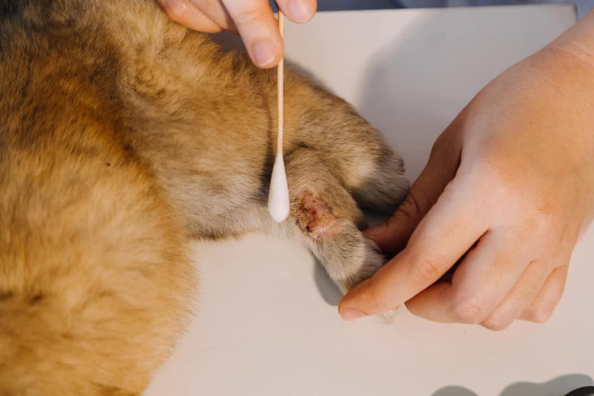 Tratamento e Prevenção de Feridas de Automutilação em Cães e Gatos