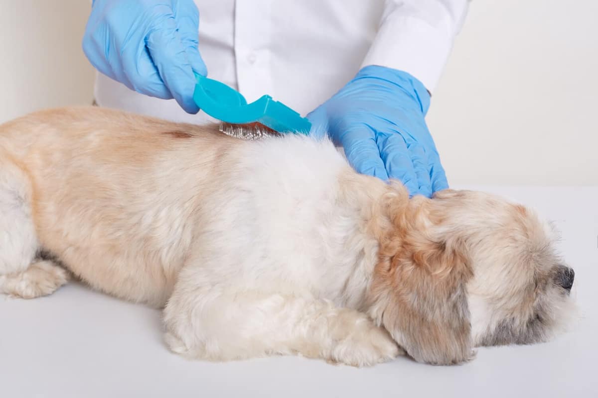 Cuidados com Feridas e Lesões Cutâneas em Animais Ativos