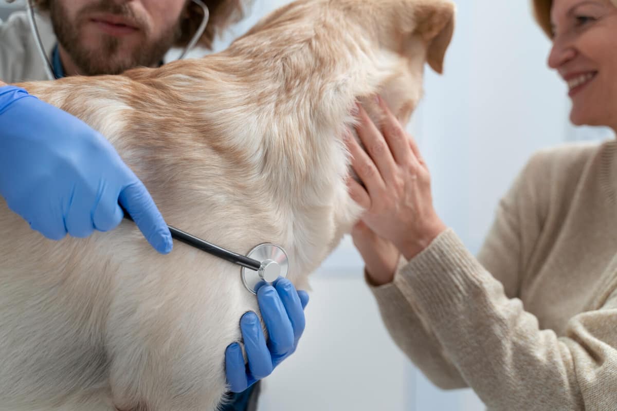 Feridas que sangram fácil na pele do pet: causas, cuidados e prevenção