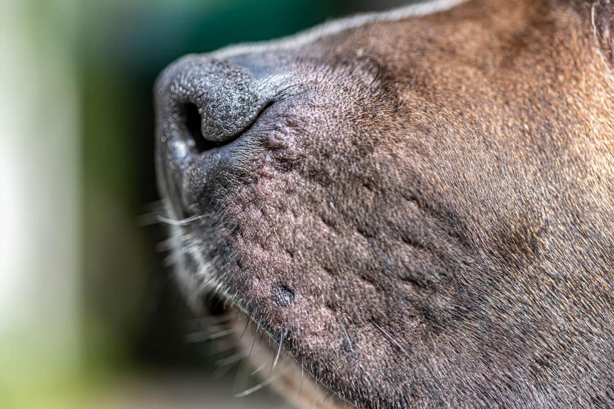 Diferença entre Fungo e Bactéria na Pele do Pet: Como Identificar e Tratar Corretamente