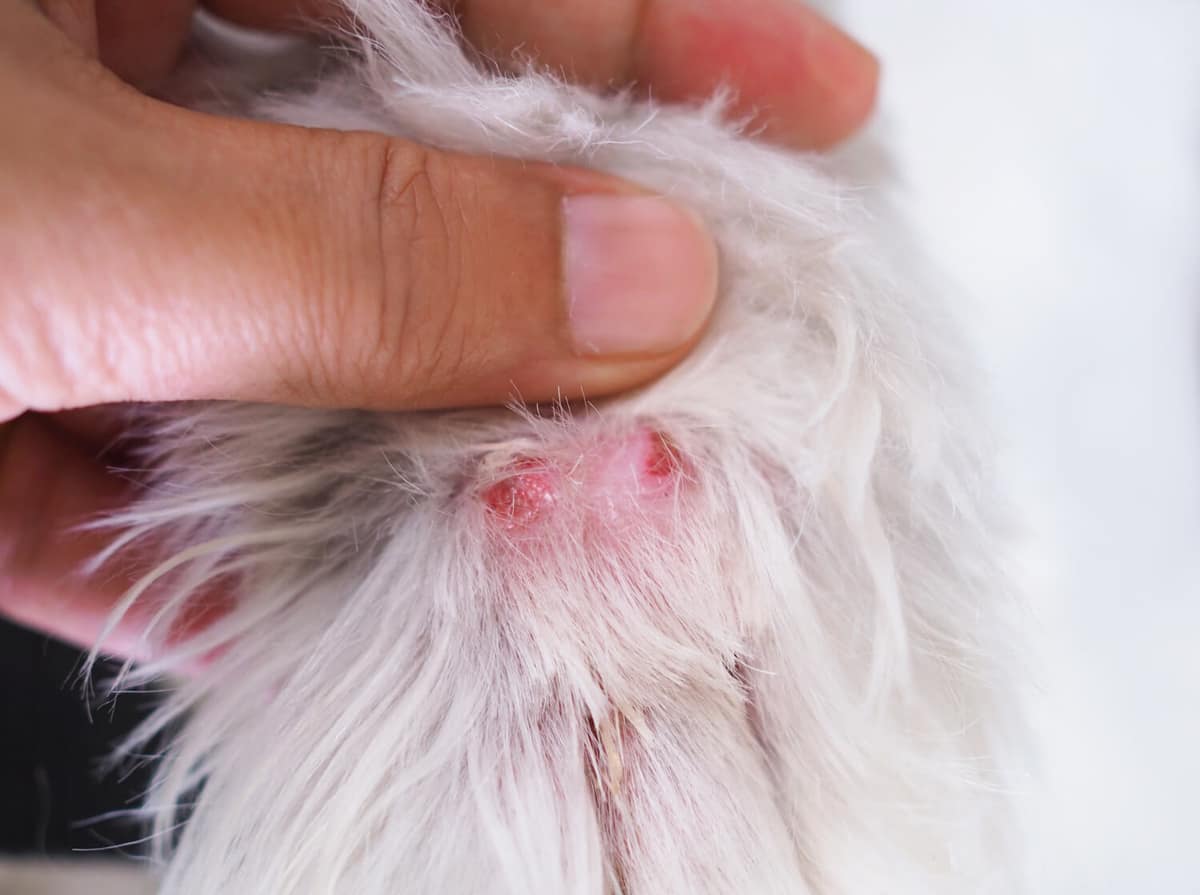 Fungo ou Alergia na Pele do Pet: Como Identificar a Diferença e Quando se Preocupar