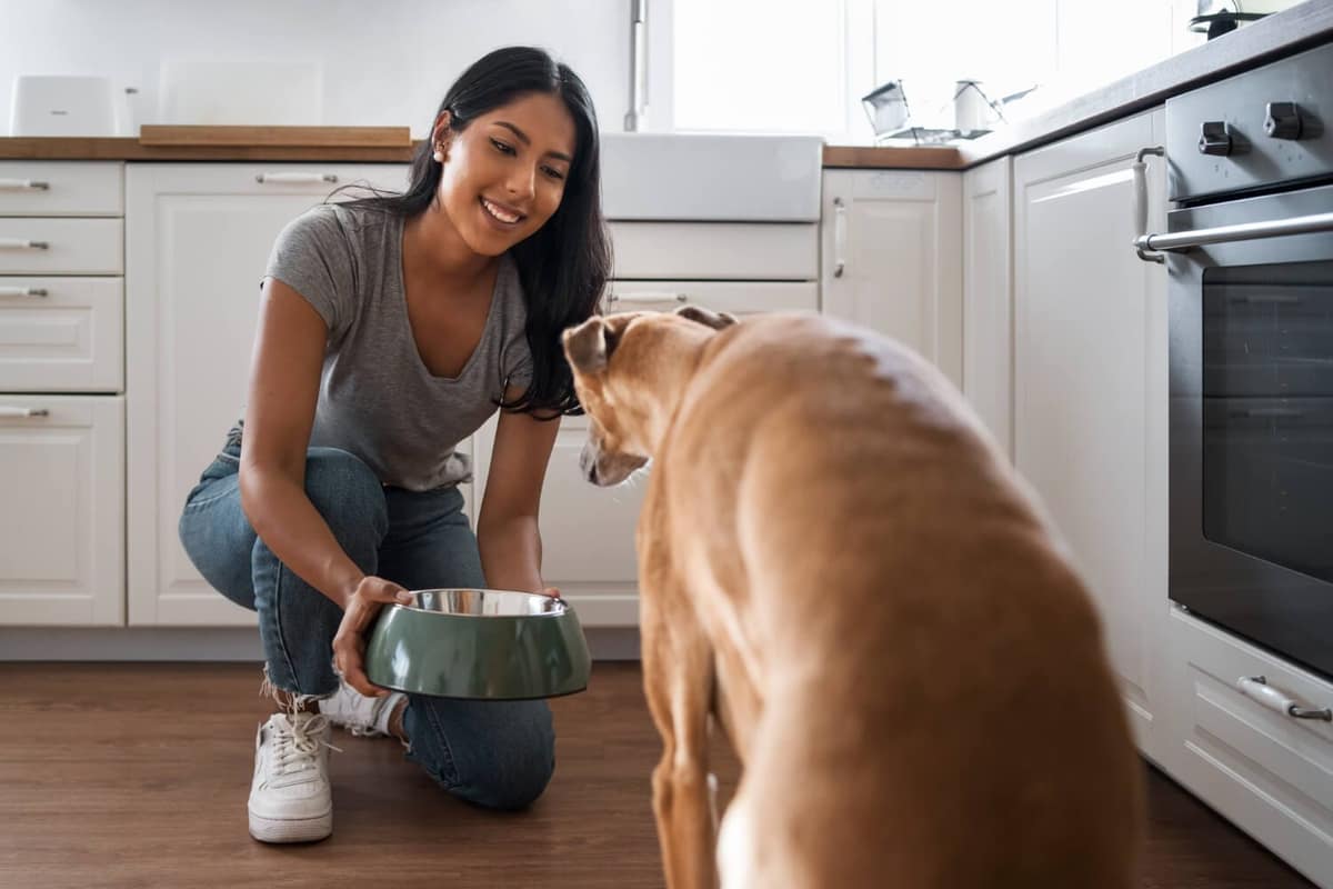 Manejo Ambiental em Pets Alérgicos: Dicas Práticas para Reduzir Gatilhos Dentro de Casa