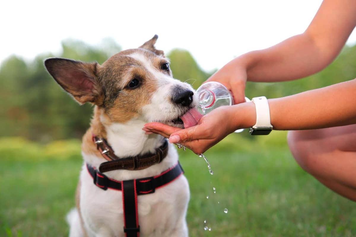 Como a Hidratação Ajuda na Saúde da Pele do Pet