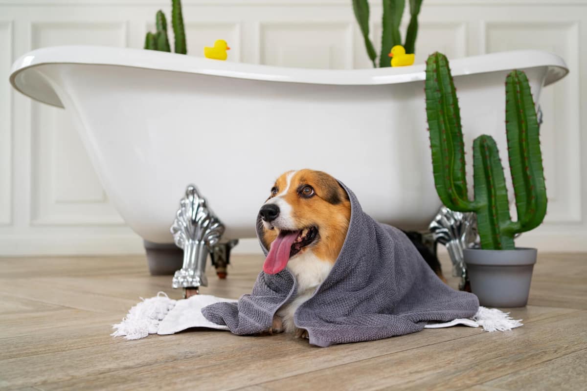 Hidratantes para Pele de Cães Funcionam? Entenda Quando Eles São Realmente Necessários