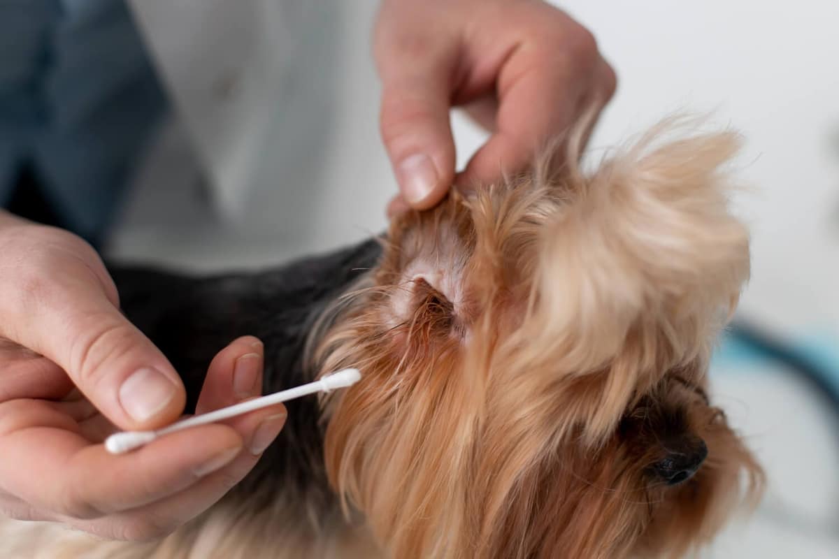 Higiene em Dia: A Chave para Evitar Doenças de Pele em Pets