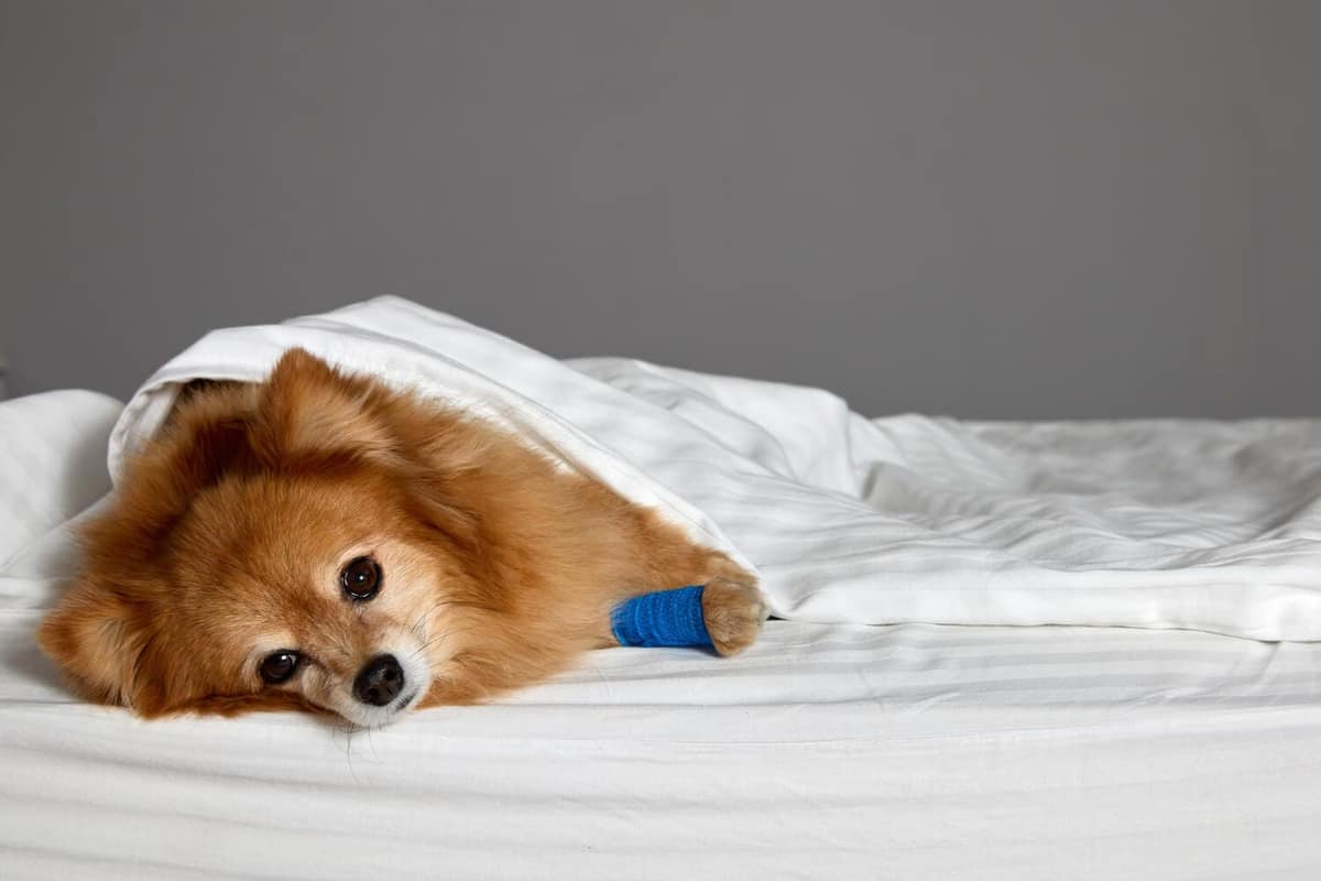 Guia Completo para Cuidar da Pele do Seu Pet: Como Prevenir Doenças e Garantir Bem-Estar