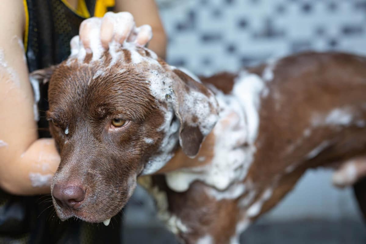 Higiene em Pets: Tudo o que Você Precisa Saber para Cuidar da Saúde do Seu Animal