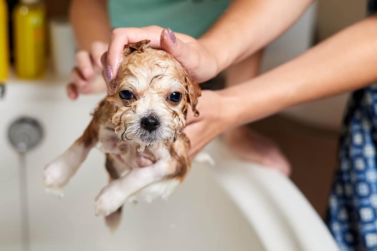 Dicas de Higiene para Pets com Pele Sensível e Propensa a Alergias