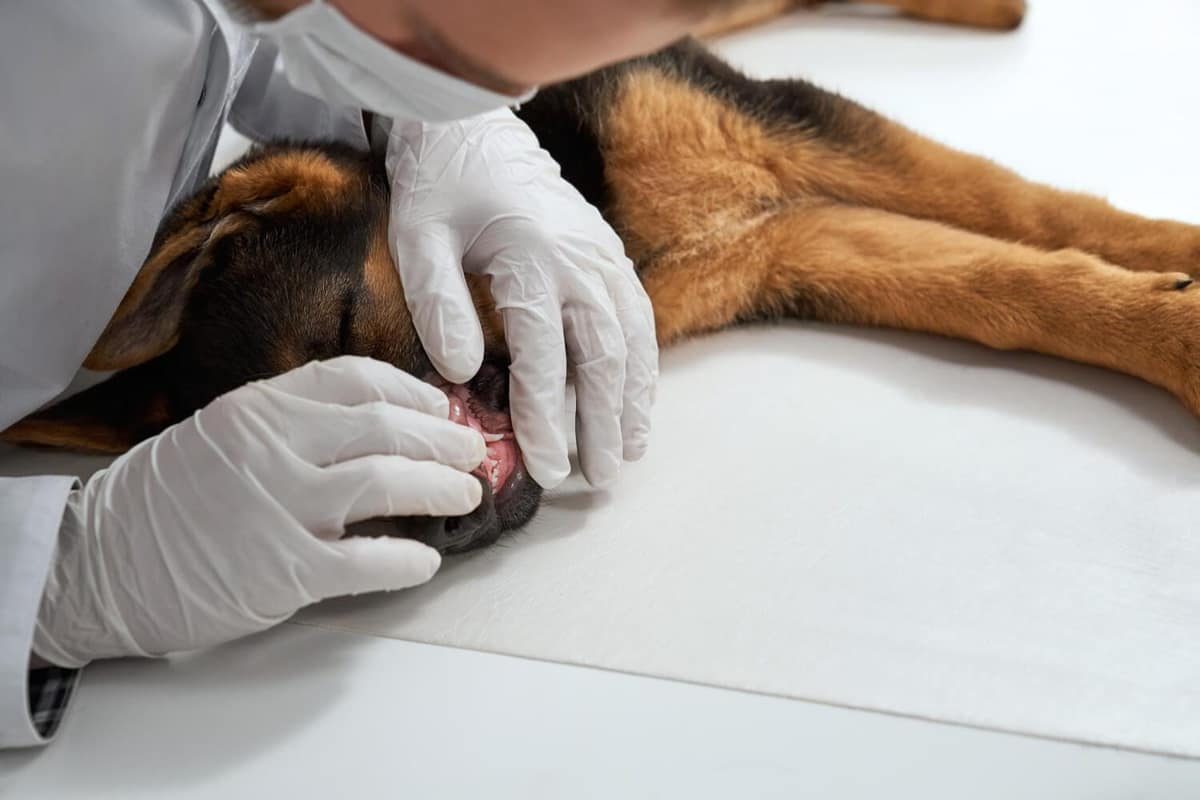 Hiperplasia Linfoide em Pets: O que é e Como Tratar com Sucesso