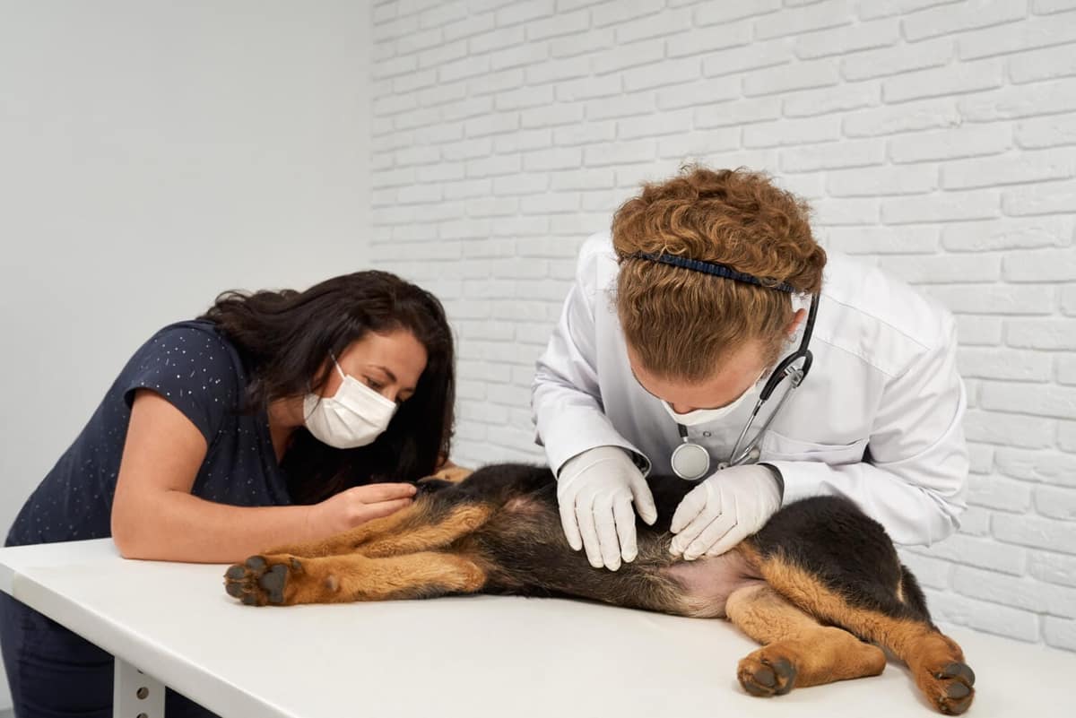 Hiperplasia Linfoide em Pets: Sintomas, Diagnóstico e Cuidados Essenciais