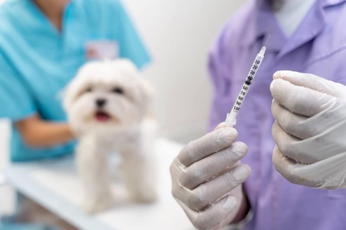 Imunoterapia é Indicada para Todo Cão com Dermatite Atópica? Entenda Quando o Tratamento é Recomendado