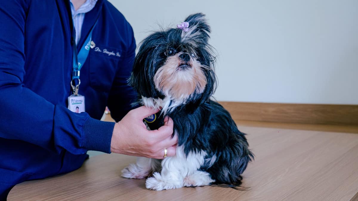 Imunoterapia em cães alérgicos: como funciona o tratamento de dessensibilização