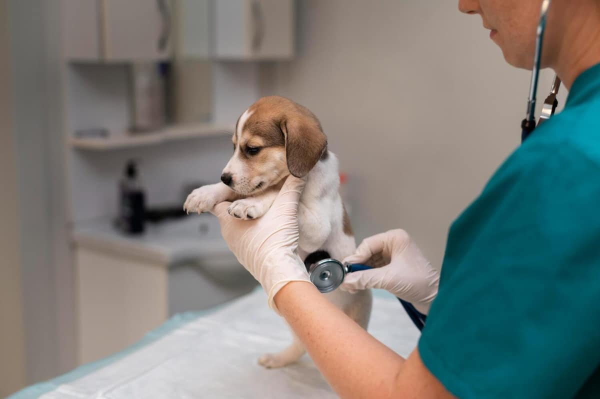 Imunoterapia em Pets: Quando é Indicada, Como Funciona e Quais os Benefícios para a Saúde Animal