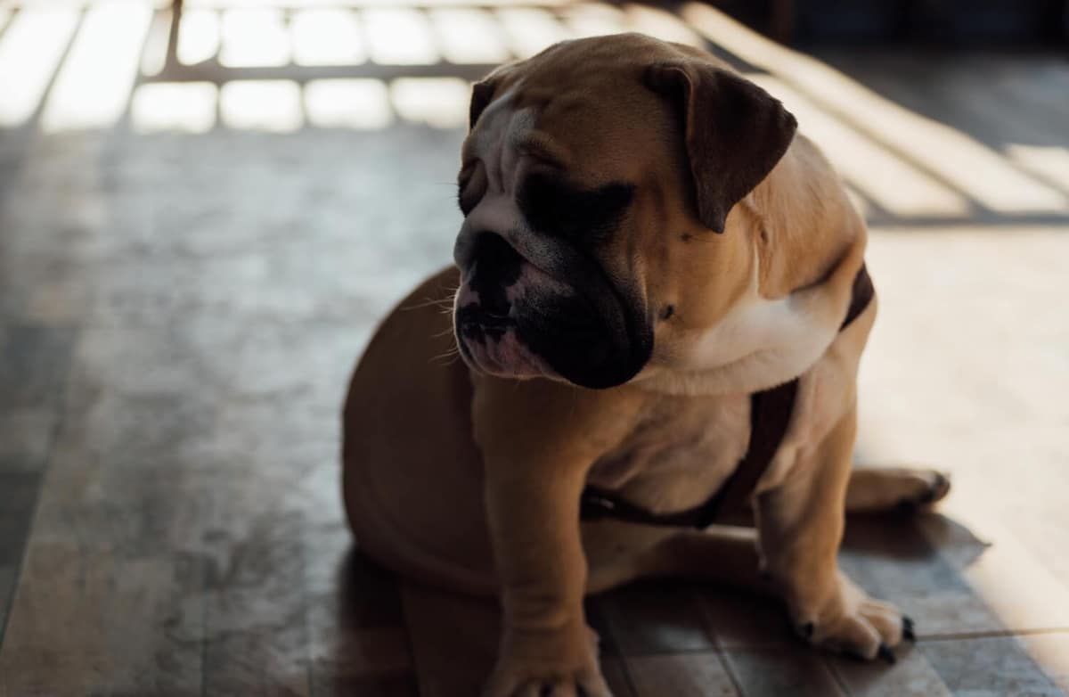 Infecção de pele secundária em pets: por que acontece e como identificar precocemente