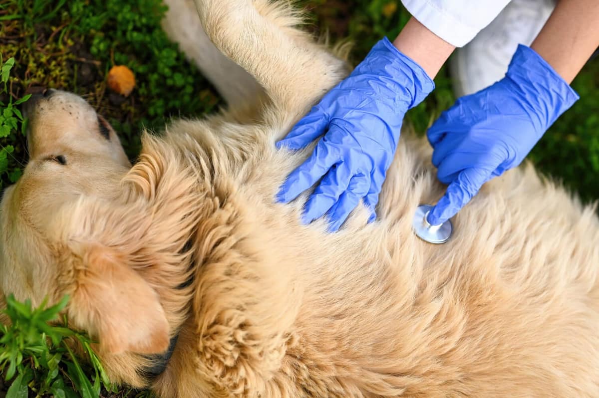 Infecções Bacterianas: Como Detectar e Tratar na Pele do Seu Pet