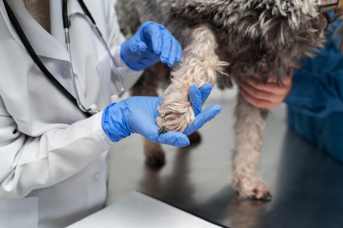 Infecções Bacterianas Secundárias em Pets: Como Identificar e Tratar com Segurança