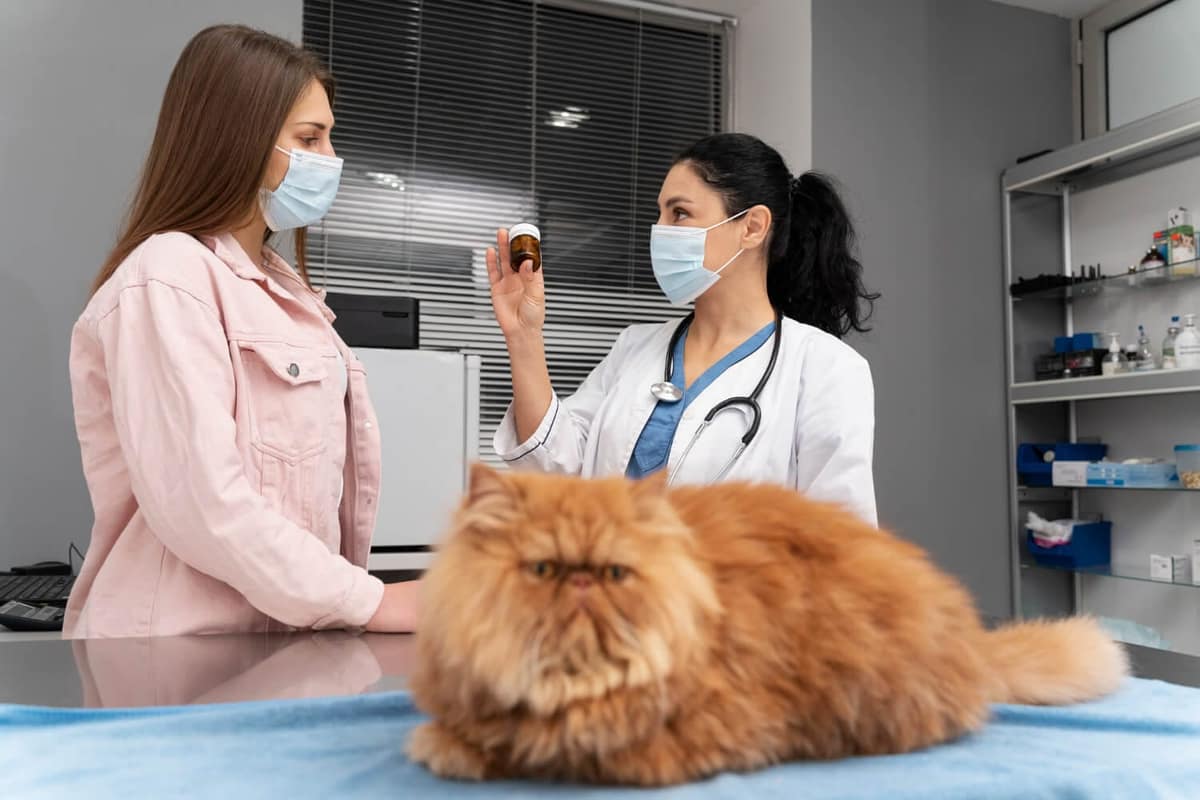 Como Prevenir Infecções de Pele em Cães e Gatos com Hábitos Simples