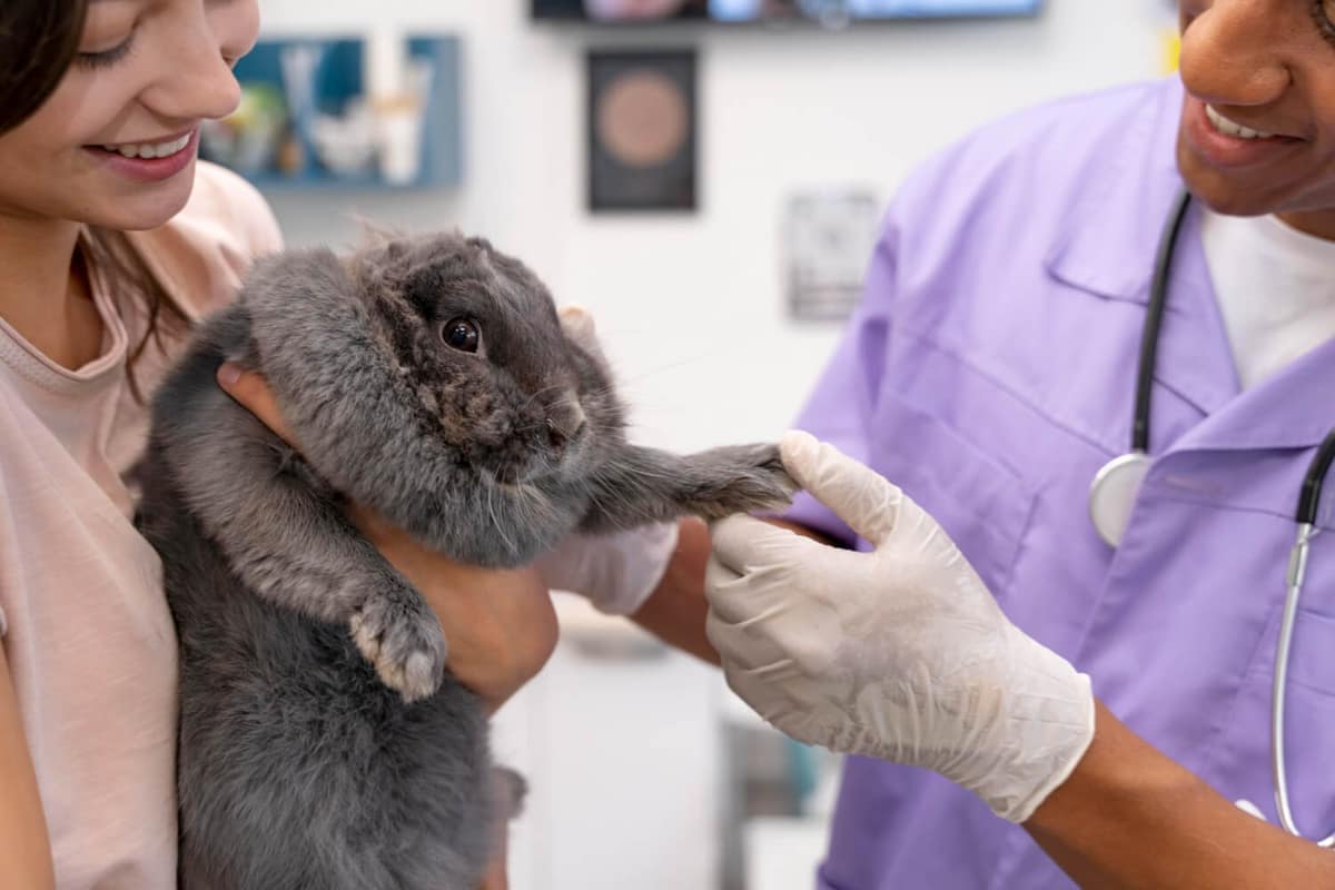 Infecções Secundárias em Dermatite Atópica em Pets: Como Identificar e Tratar