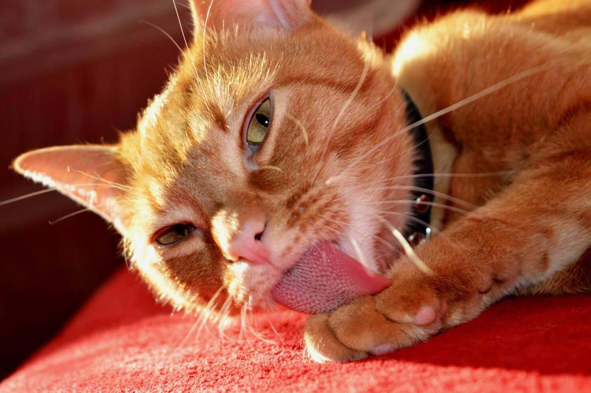 Lambedura de Patas em Pets: Ansiedade ou Alergia? Saiba Identificar a Causa