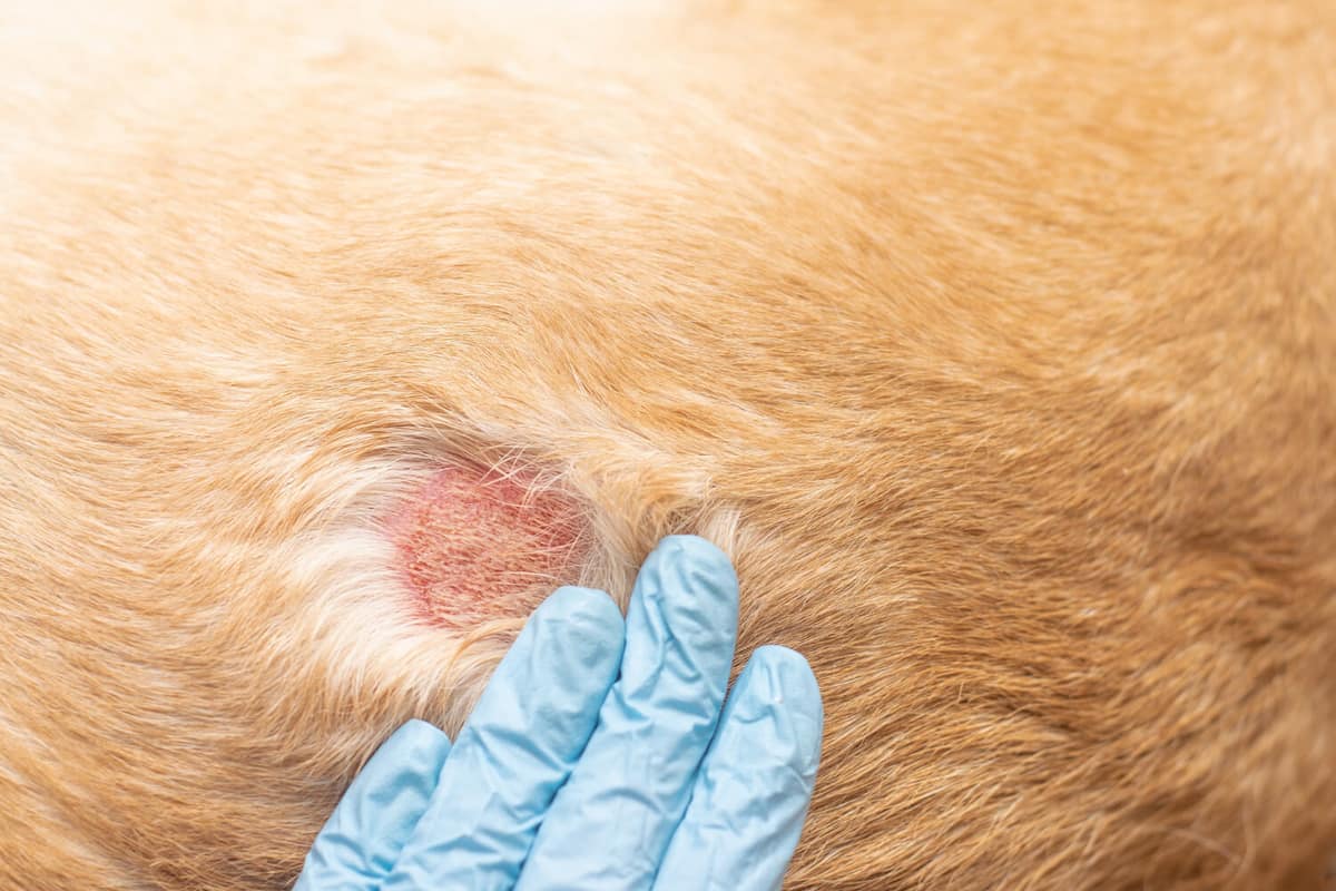 Lesões na pele do cachorro que não cicatrizam: causas, riscos e quando investigar