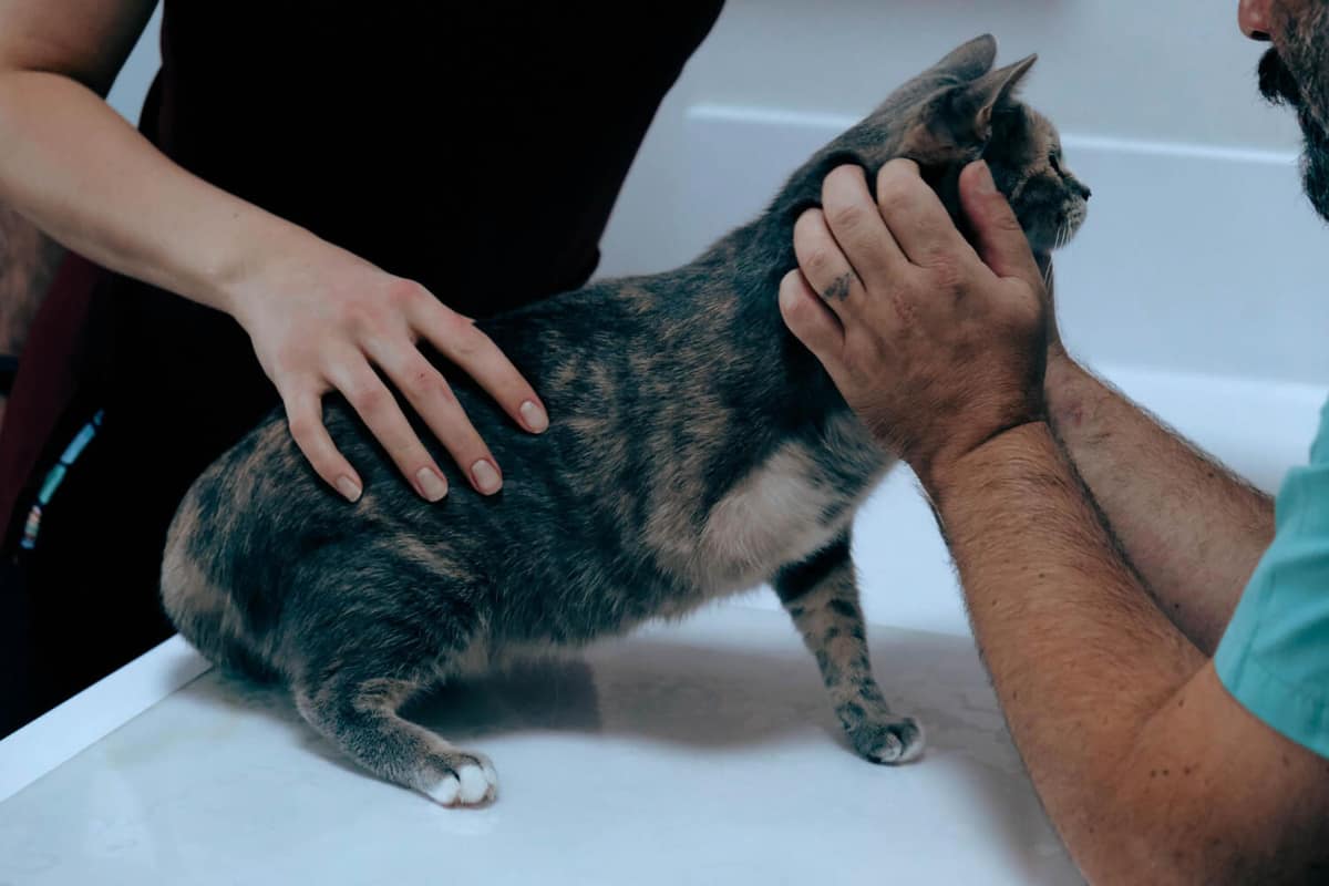 Lesões Ulceradas em Cães e Gatos: Diagnóstico Diferencial e Condutas Clínicas