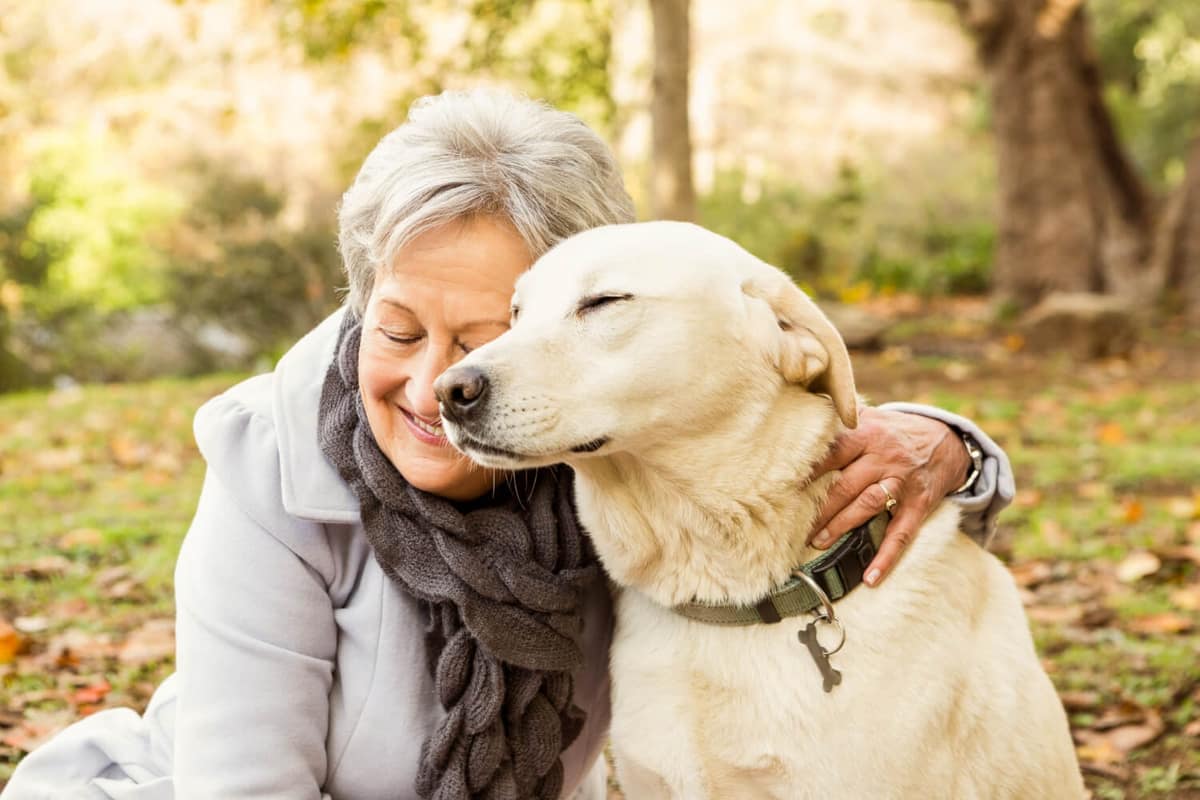 Limpeza de Ouvido Errada em Pets Pode Causar Otite: Como Fazer a Higienização com Segurança
