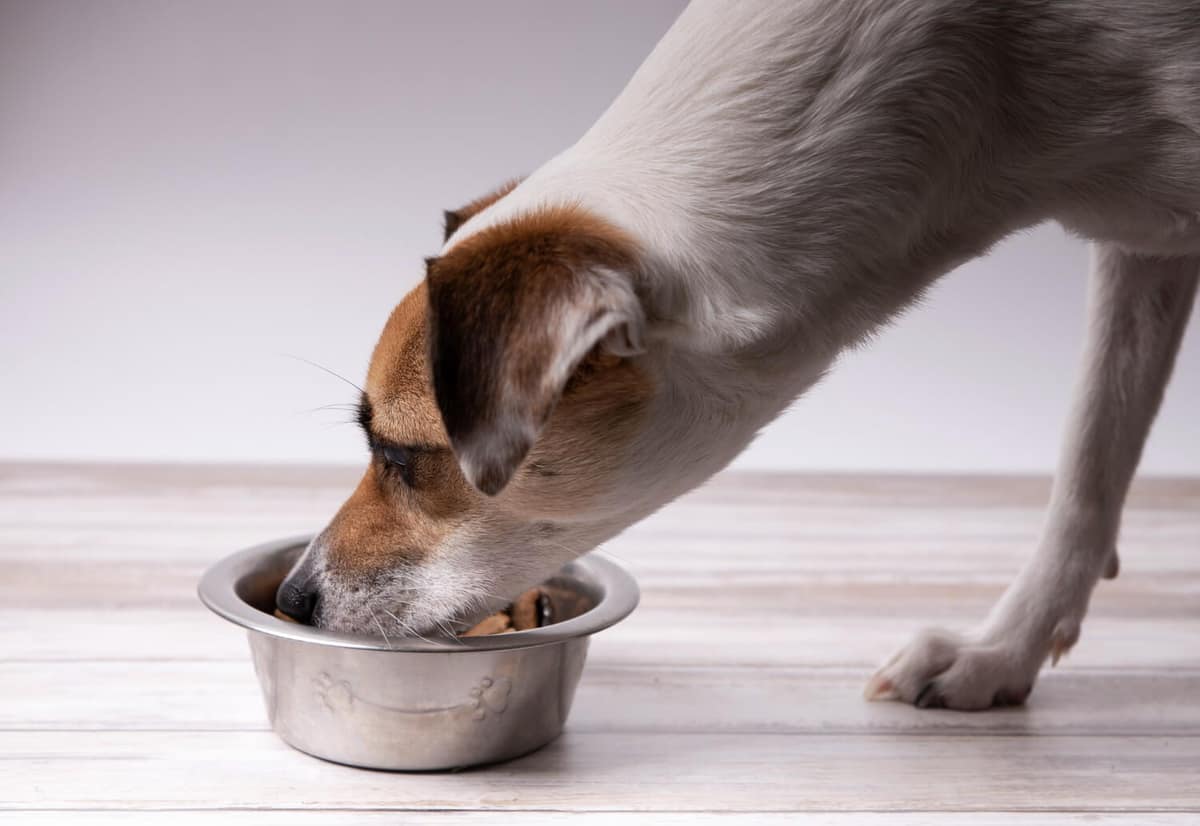 Mau cheiro na pele do pet: causas dermatológicas e como tratar corretamente