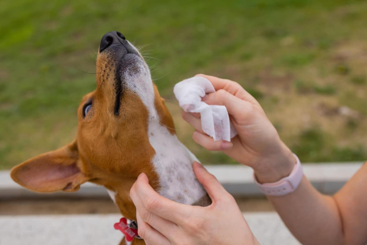 Por que meu cachorro se lambe tanto? Entenda as causas e quando investigar