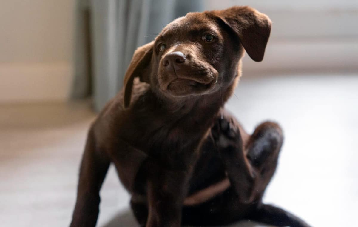 Tudo sobre Micose em Pets: Como Proteger Seu Animal de Estimação