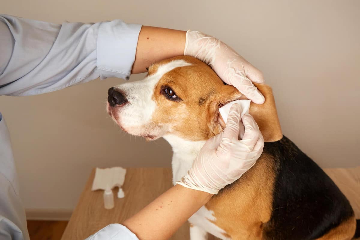 Micoses em Cães: Principais Sinais, Formas de Contágio e a Importância do Diagnóstico Correto
