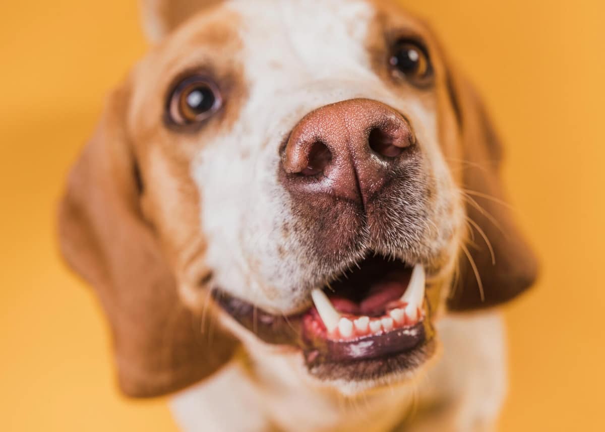 Microagulhamento em Dermatologia Veterinária: Benefícios, Indicações e Cuidados no Tratamento da Pele dos Pets