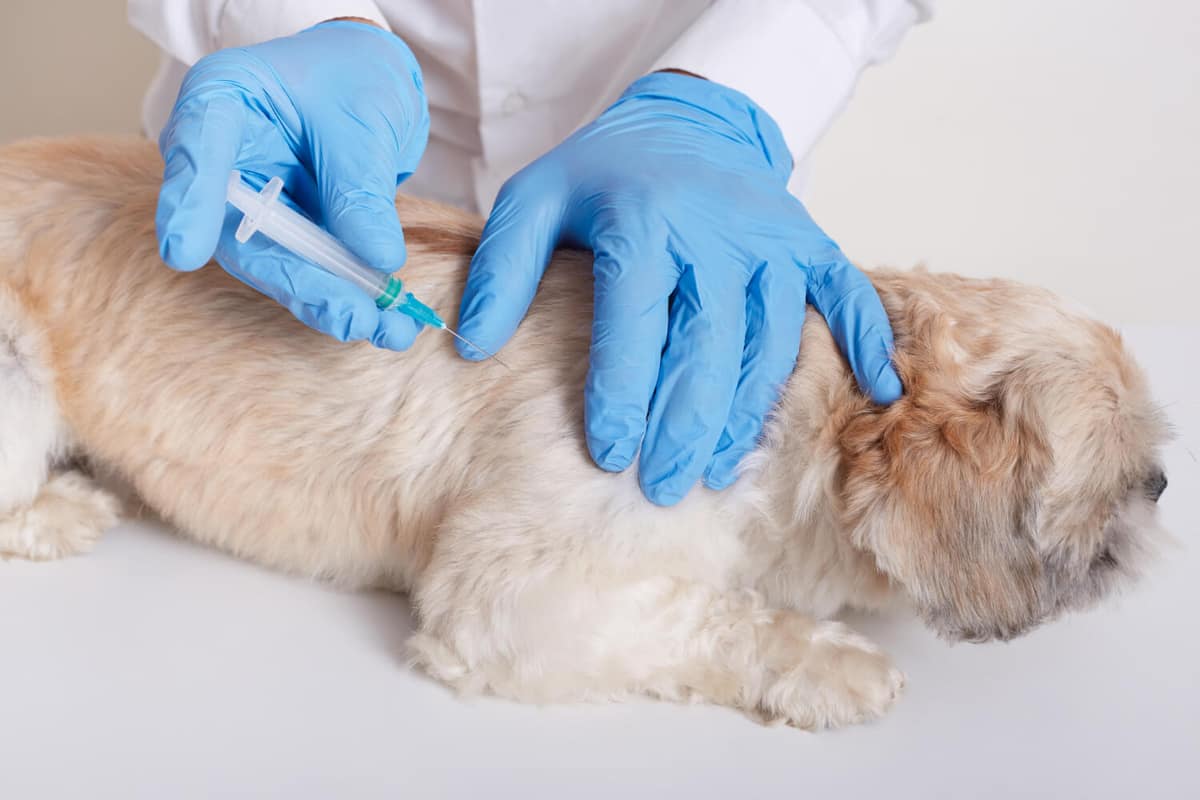 Microagulhamento em Cães com Alopecia X: Cuidados Essenciais Antes e Depois do Procedimento