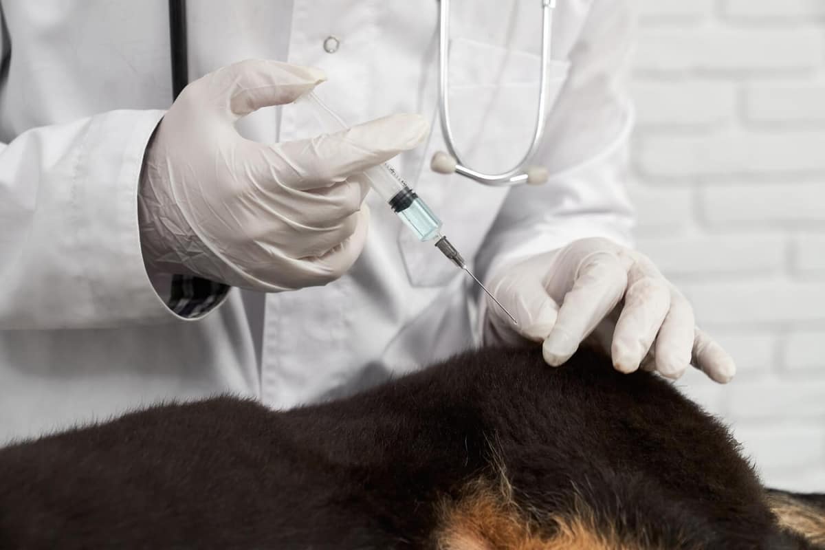 Microagulhamento em Cães com Alopecia X: Quando o Tratamento Pode Ser Indicado